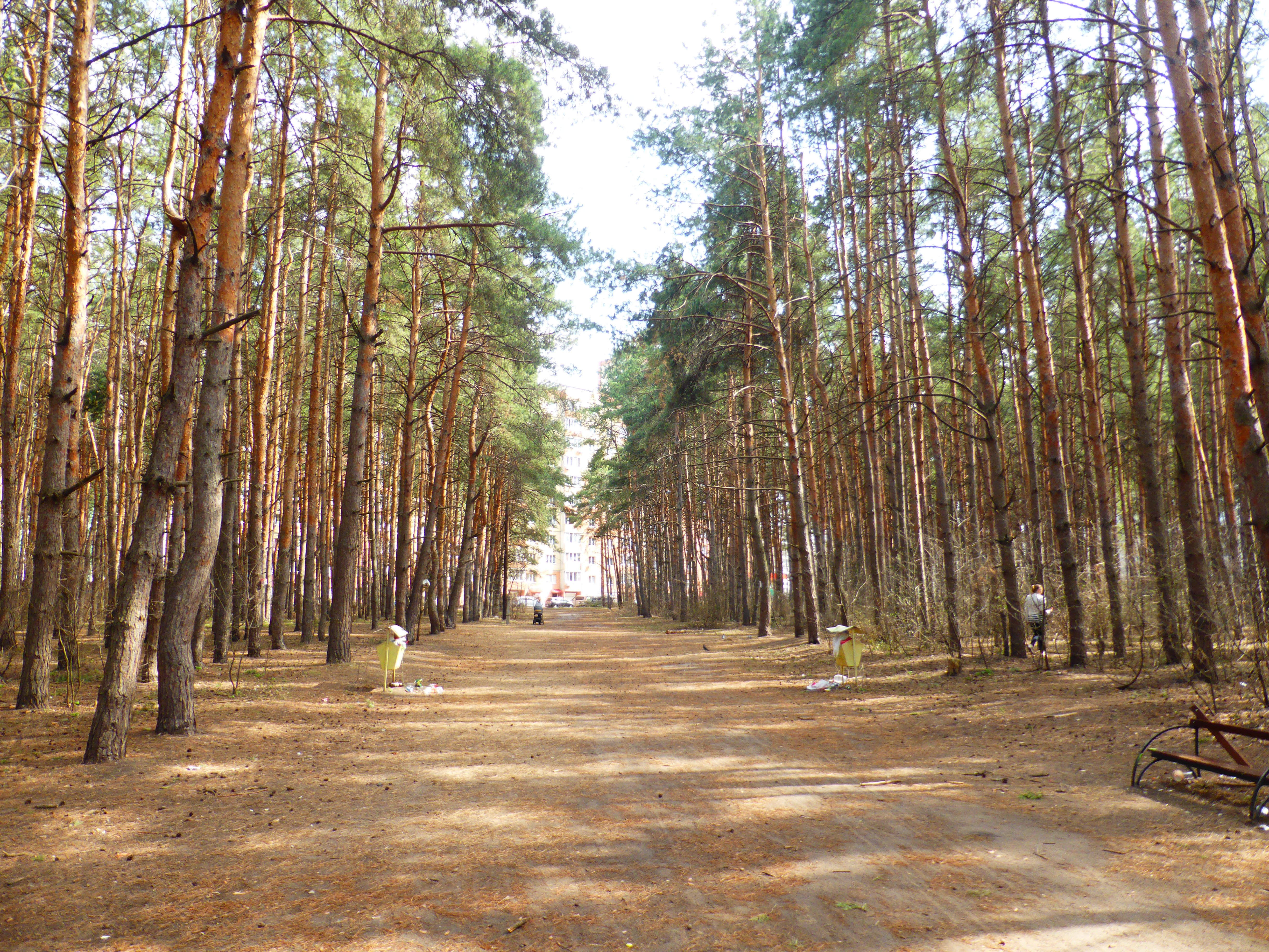 Власти расторгли контракт на вырубку Северного леса в Воронеже