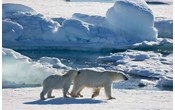 Вступили в силу поправки о господдержке бизнеса в Арктике