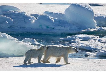 Вступили в силу поправки о господдержке бизнеса в Арктике