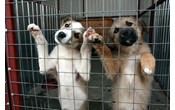 В Саратове объявлен аукцион на возведение приюта для собак за 30 млн рублей