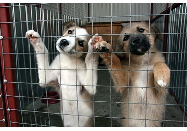 В Саратове объявлен аукцион на возведение приюта для собак за 30 млн рублей