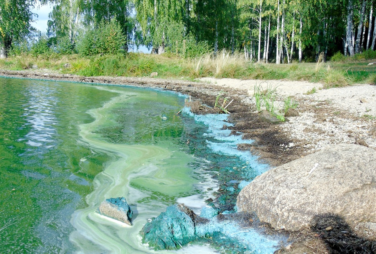 Областные власти ищут компанию-подрядчика для очистки Черноисточинского пруда почти за полмиллиарда рублей