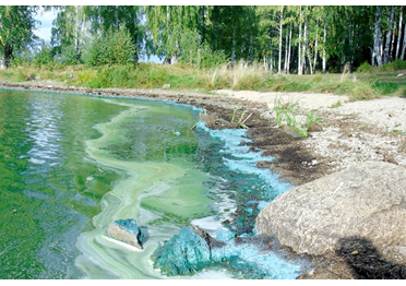 Областные власти ищут компанию-подрядчика для очистки Черноисточинского пруда почти за полмиллиарда рублей