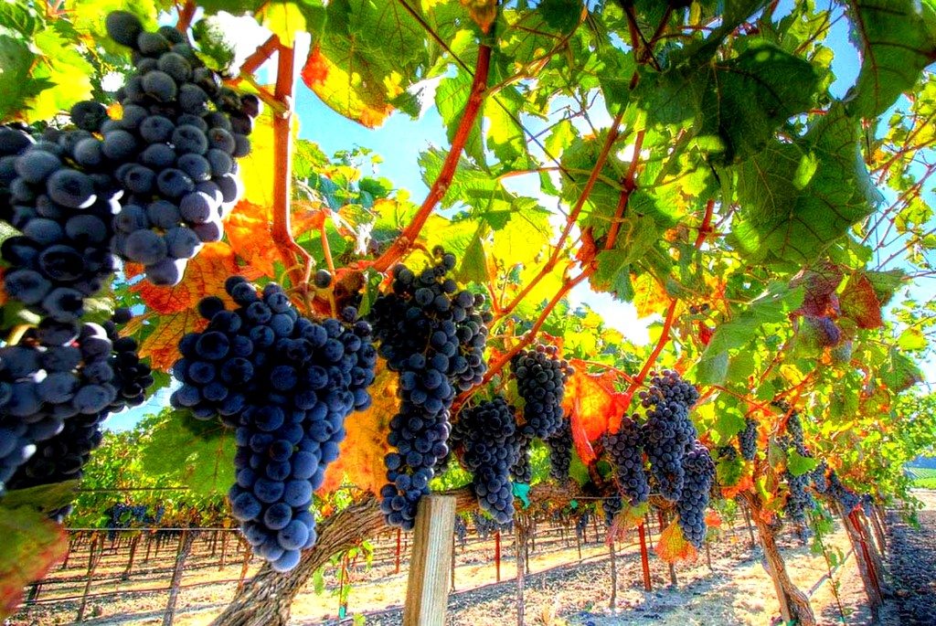 Отечественным виноградарям хотят помочь субсидиями на иностранную лозу