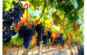 Отечественным виноградарям хотят помочь субсидиями на иностранную лозу