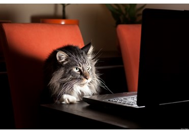 ФАС создает "цифрового кота" для "ловли" картелей