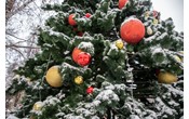 Суд поддержал позицию Красноярского УФАС России по делу о главной новогодней ёлке г. Красноярска