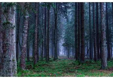 Продолжается реализация федерального проекта «Сохранения лесов»
