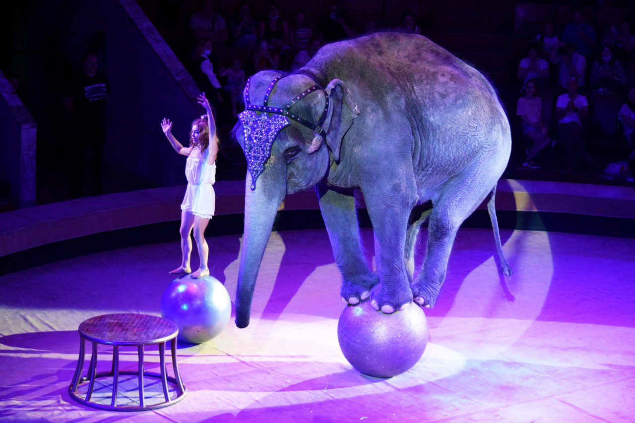 Более 2000 юных зрителей увидели открытые репетиции Росгосцирка