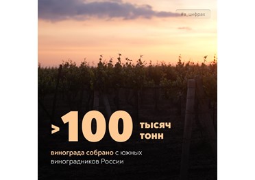 На виноградниках страны уже собрали 100 тысяч тонн урожая с площади свыше 6 тысяч гектаров.