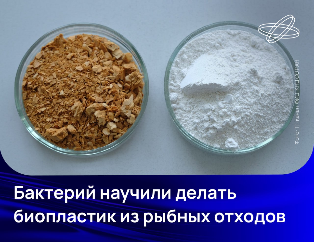 Сибирские учёные выделили штамм бактерий Cupriavidus necator. Они превращают отходы рыбопереработки в ценный биоразлагаемый пластик — аналог полипропилена.