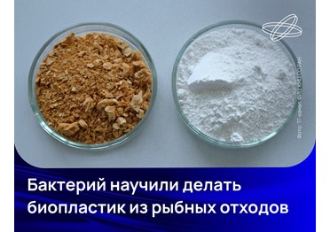 Сибирские учёные выделили штамм бактерий Cupriavidus necator. Они превращают отходы рыбопереработки в ценный биоразлагаемый пластик — аналог полипропилена.