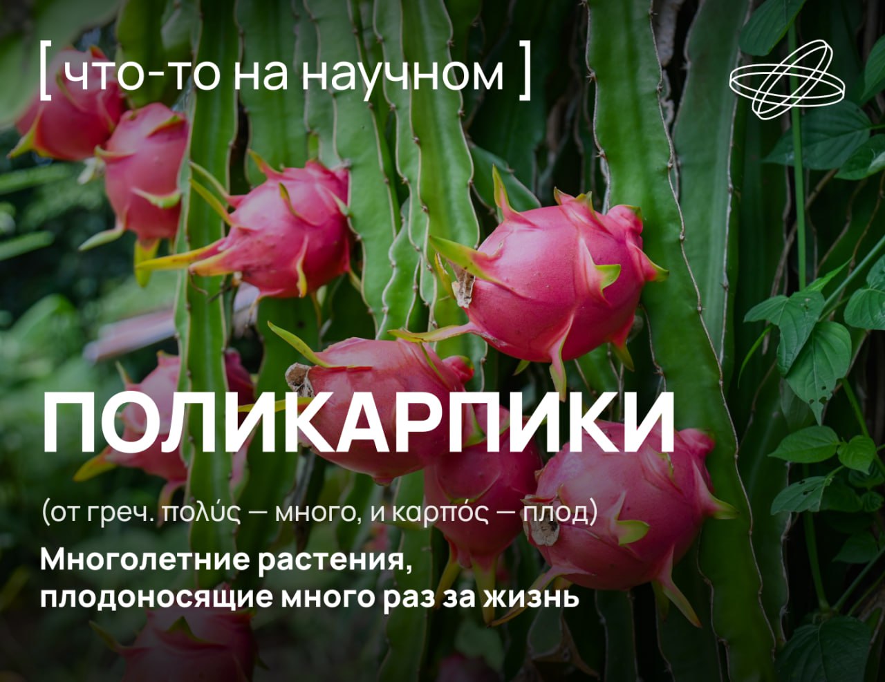 Плодовитая компания