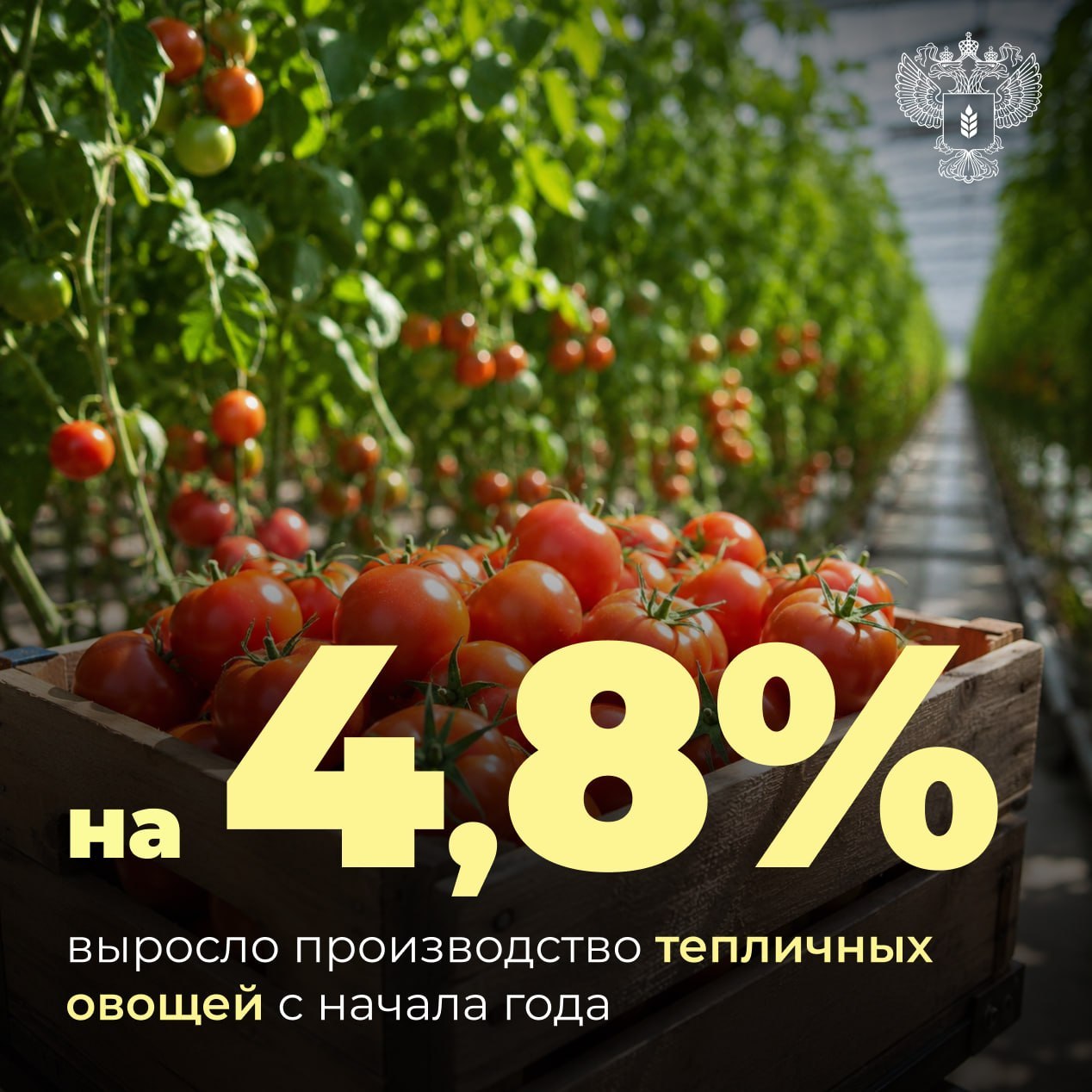  Сбор тепличных овощей растет