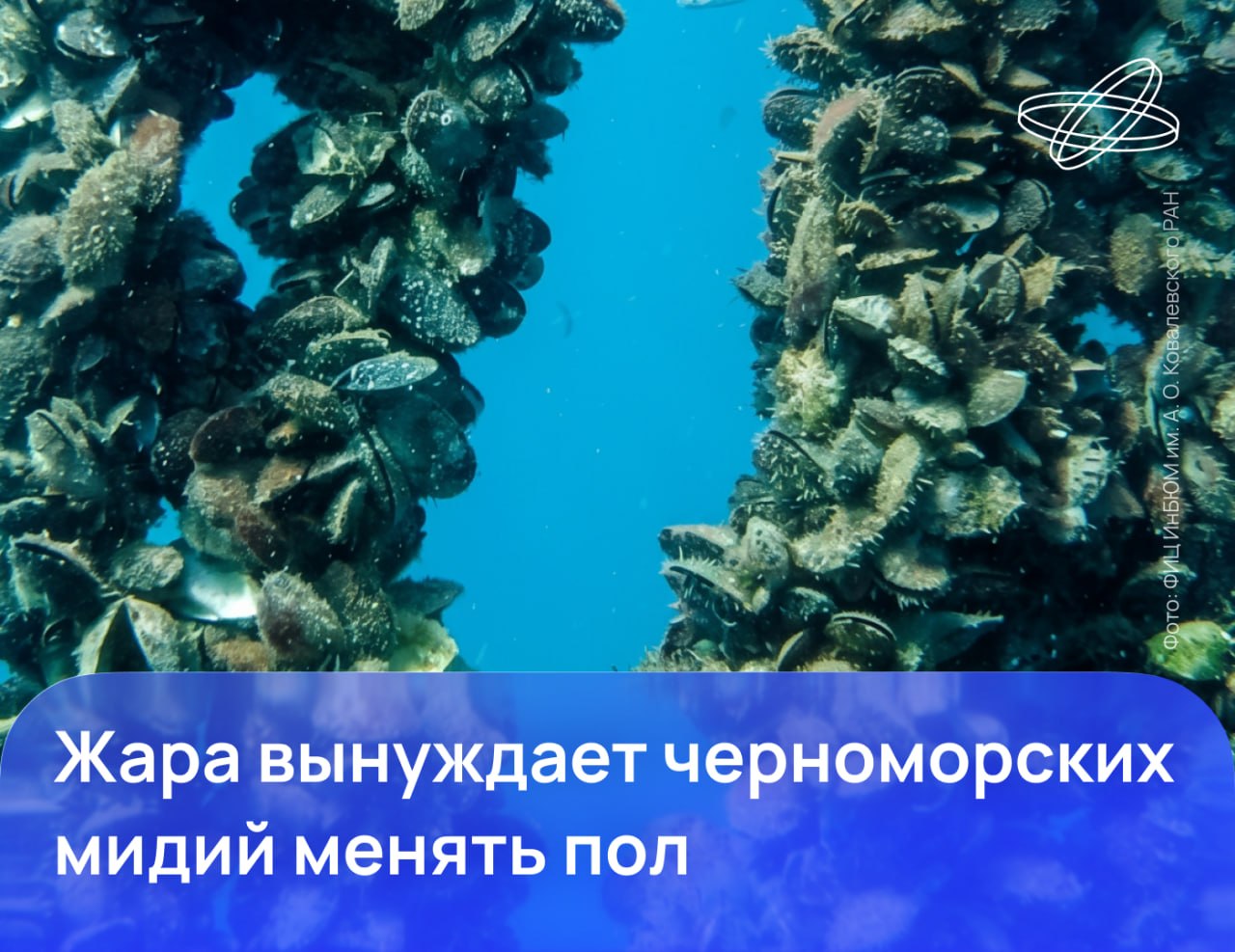 Повышение температуры воды, нефтяное загрязнение и тяжёлые металлы могут запускать у черноморских мидий процесс смены пола.